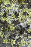 Swarm of Southern Hammerhead, Sphyrna Lewini, Cocos Iceland, Costa Rica-Christian Zappel-Photographic Print