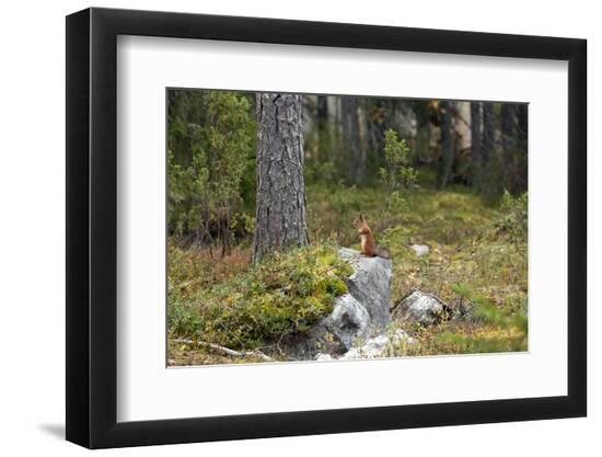 Premium Photographic Print, , large