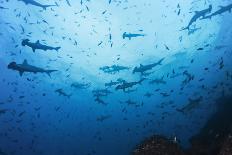 Swarm of Hammerhead, Sphyrna Lewini, Cocos Iceland, Costa Rica-Christian Zappel-Photographic Print