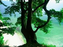 Deep Green Tree and Green-tinted Sea, Jasmund National Park, Island of Ruegen, Germany-Christian Ziegler-Photographic Print