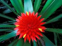 Fruit of Wild Nutmeg, Barro Colorado Island, Panama-Christian Ziegler-Photographic Print