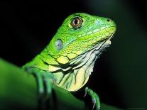 Green Iguana, Borro Colorado Island, Panama-Christian Ziegler-Photographic Print