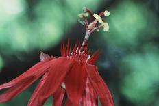 Red-Eyed Tree Frogs, Barro Colorado Island, Panama-Christian Ziegler-Photographic Print