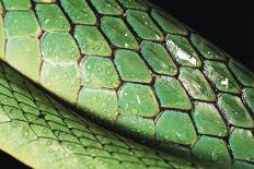 Panama, Soberanian National Park, Eyelash Viper on Palm Leaf-Christian Ziegler-Photographic Print