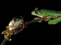 Red-Eyed Tree Frogs, Barro Colorado Island, Panama-Christian Ziegler-Photographic Print