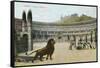 Christians vs. Lions, Roman Coliseum-null-Framed Stretched Canvas