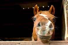 Silly Horse Looking at Me-Christin Noelle-Photographic Print