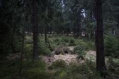 High seat in the spruce timber forest, Hochsauerland, Sauerland, North Rhine-Westphalia, Germany-Christina Blum-Photographic Print