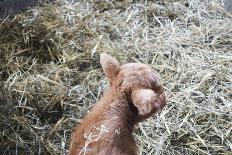 Scottish highland cattle in the stable, young animal-Christina Blum-Photographic Print