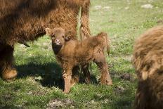 Scottish highland cattle in the stable, young animal-Christina Blum-Photographic Print