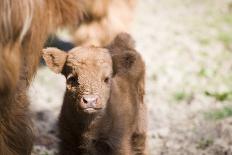 Scottish highland cattle in the stable, young animal-Christina Blum-Photographic Print