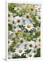 Gramercy White