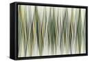 Framed Canvas