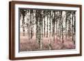Brown Frame