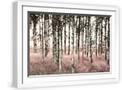White Frame