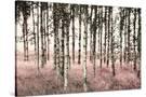 Stretched Canvas