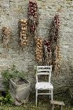 Bunches of Onions Drying Out on Brick Wall with Chair-Christina Wilson-Mounted Photo