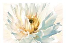 Painted Petals II-Christine Elizabeth-Giclee Print