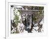 Christine Falls, Rainier National Park, Mt, Washington, Usa-Jamie & Judy Wild-Framed Photographic Print