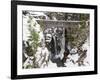 Christine Falls, Rainier National Park, Mt, Washington, Usa-Jamie & Judy Wild-Framed Photographic Print