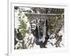 Christine Falls, Rainier National Park, Mt, Washington, Usa-Jamie & Judy Wild-Framed Photographic Print