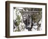 Christine Falls, Rainier National Park, Mt, Washington, Usa-Jamie & Judy Wild-Framed Photographic Print