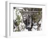 Christine Falls, Rainier National Park, Mt, Washington, Usa-Jamie & Judy Wild-Framed Photographic Print