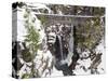 Christine Falls, Rainier National Park, Mt, Washington, Usa-Jamie & Judy Wild-Stretched Canvas