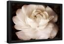 Essential Black
