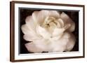 Chelsea Espresso