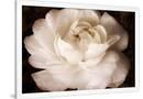 Gramercy White