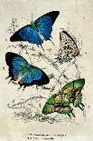 Kirby Butterflies I-Christine Zalewski-Art Print