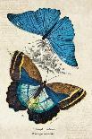 Kirby Butterflies I-Christine Zalewski-Art Print