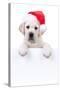 Christmas Banner Dog-Stephanie Zieber-Stretched Canvas