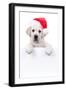 Christmas Banner Dog-Stephanie Zieber-Framed Photographic Print