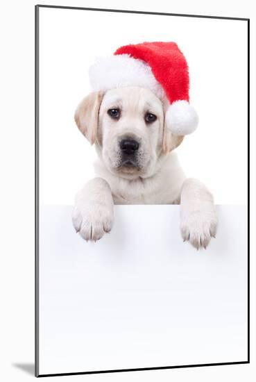 Christmas Banner Dog-Stephanie Zieber-Mounted Photographic Print