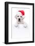 Christmas Banner Dog-Stephanie Zieber-Framed Photographic Print