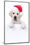 Christmas Banner Dog-Stephanie Zieber-Mounted Photographic Print