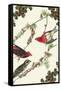 Christmas Birds and Holly-Sara Pierce-Framed Stretched Canvas