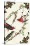 Christmas Birds and Holly-Sara Pierce-Stretched Canvas