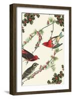 Christmas Birds and Holly-Sara Pierce-Framed Art Print