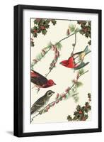 Christmas Birds and Holly-Sara Pierce-Framed Art Print