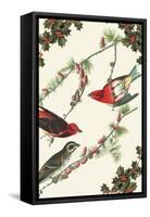 Christmas Birds and Holly-Sara Pierce-Framed Stretched Canvas