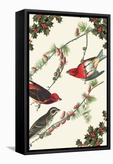 Christmas Birds and Holly-Sara Pierce-Framed Stretched Canvas