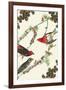 Christmas Birds and Holly-Sara Pierce-Framed Art Print