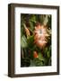 Christmas Cactus Ornamental Blooming at Christmas-Michael Qualls-Framed Photographic Print