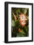 Christmas Cactus Ornamental Blooming at Christmas-Michael Qualls-Framed Photographic Print