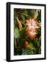 Christmas Cactus Ornamental Blooming at Christmas-Michael Qualls-Framed Photographic Print