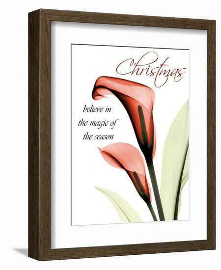 Christmas Calla Lily-Albert Koetsier-Framed Photographic Print