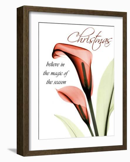 Christmas Calla Lily-Albert Koetsier-Framed Photographic Print